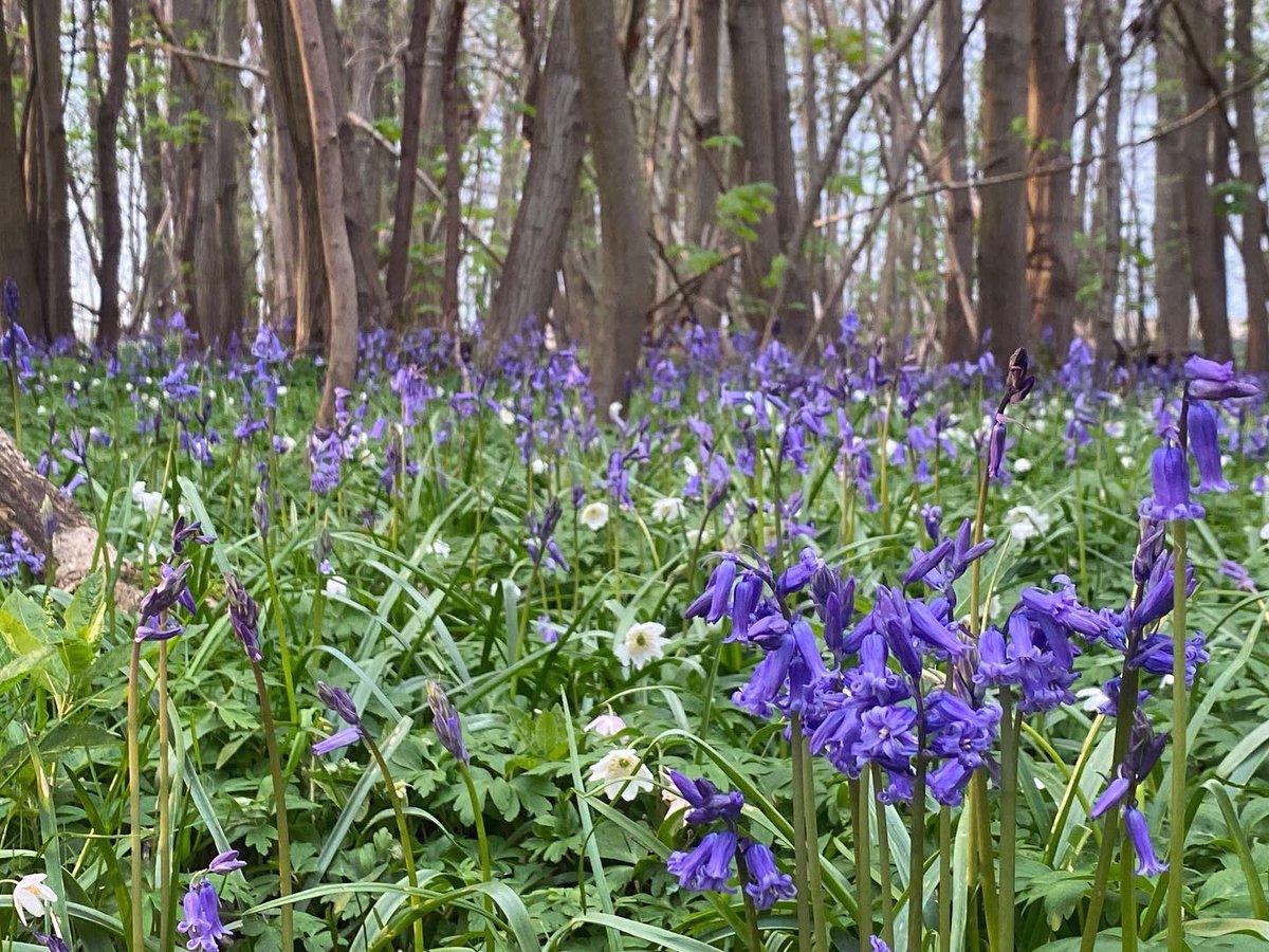WalkinginKent's tweet photo. bluebell woods near Petham.
.
#petham #walkinginkent #bluebells #bluebellwoods #ancientwoodland #kentdowns #visitkent #discoverkent #enjoykent #naturewalk #naturephotography #walksuk #ukwalks #woodanemone https://t.co/v5S7XQvDBl