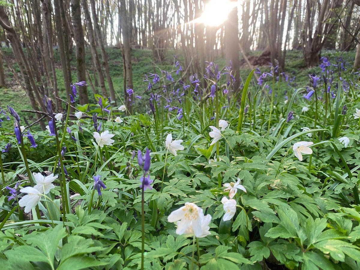 WalkinginKent's tweet photo. bluebell woods near Petham.
.
#petham #walkinginkent #bluebells #bluebellwoods #ancientwoodland #kentdowns #visitkent #discoverkent #enjoykent #naturewalk #naturephotography #walksuk #ukwalks #woodanemone https://t.co/v5S7XQvDBl