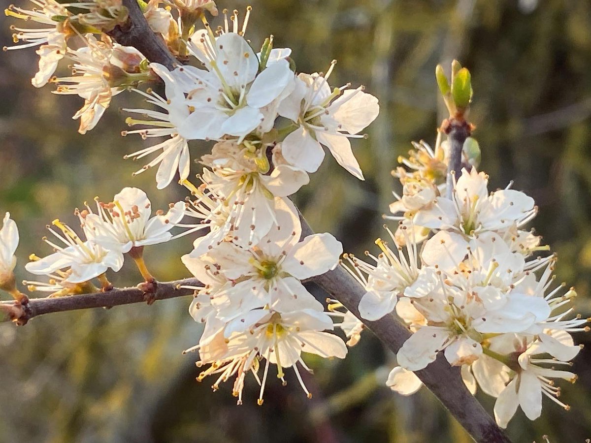 WalkinginKent's tweet photo. Beautiful blackthorn.
.
#petham #walkinginkent #blackthorn #dramaticskies #ancientwoodland #kentdowns #visitkent #discoverkent #enjoykent #naturewalk #naturephotography #walksuk #ukwalks #eastkent https://t.co/Yu6l3uUfsi