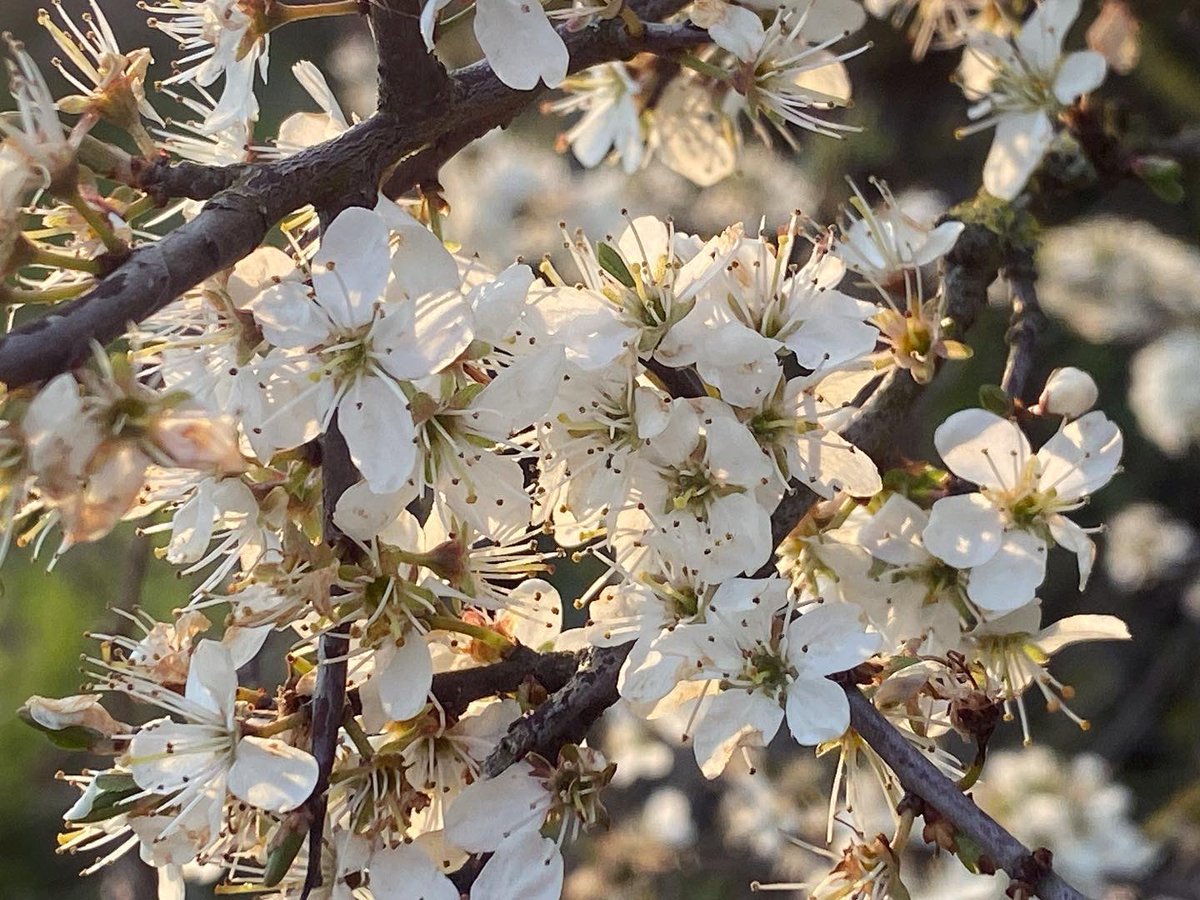 WalkinginKent's tweet photo. Beautiful blackthorn.
.
#petham #walkinginkent #blackthorn #dramaticskies #ancientwoodland #kentdowns #visitkent #discoverkent #enjoykent #naturewalk #naturephotography #walksuk #ukwalks #eastkent https://t.co/Yu6l3uUfsi
