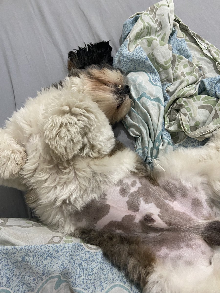 Barriga de vaquinha malhada 🥰