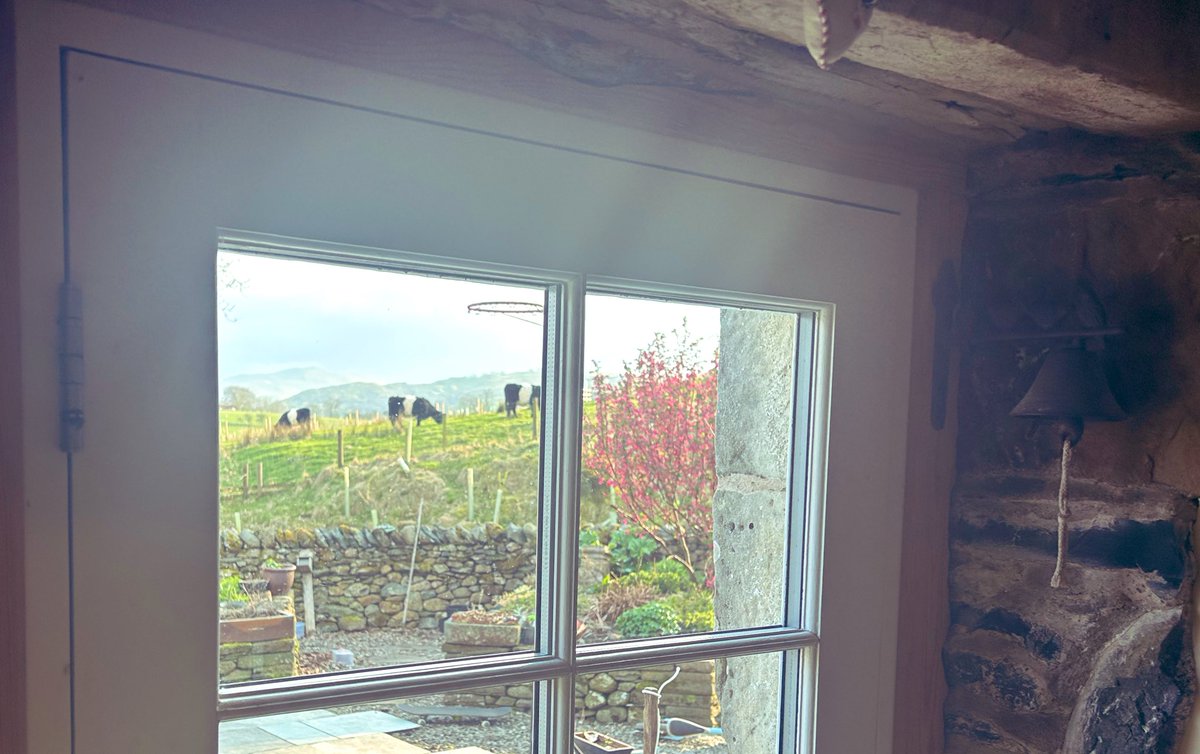 Like cows to be close to the house when calving so we don’t miss anything