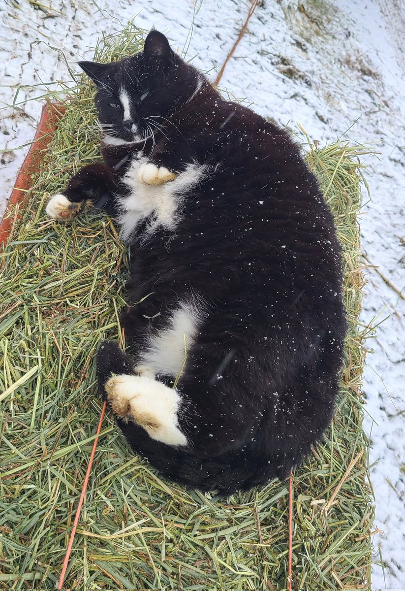 JBMEquiFarms's tweet image. FatCat 
You're a sweet cat 🥰
Lazy as can be, but a good cat. 

#FatCat #mbwx #wintervsspring
#mbwx #Manitoba #farmCat