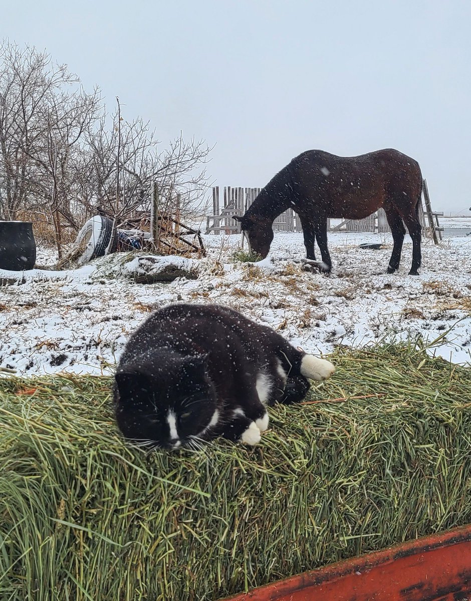 JBMEquiFarms's tweet image. FatCat 
You're a sweet cat 🥰
Lazy as can be, but a good cat. 

#FatCat #mbwx #wintervsspring
#mbwx #Manitoba #farmCat