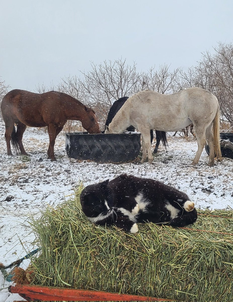 JBMEquiFarms's tweet image. FatCat 
You're a sweet cat 🥰
Lazy as can be, but a good cat. 

#FatCat #mbwx #wintervsspring
#mbwx #Manitoba #farmCat
