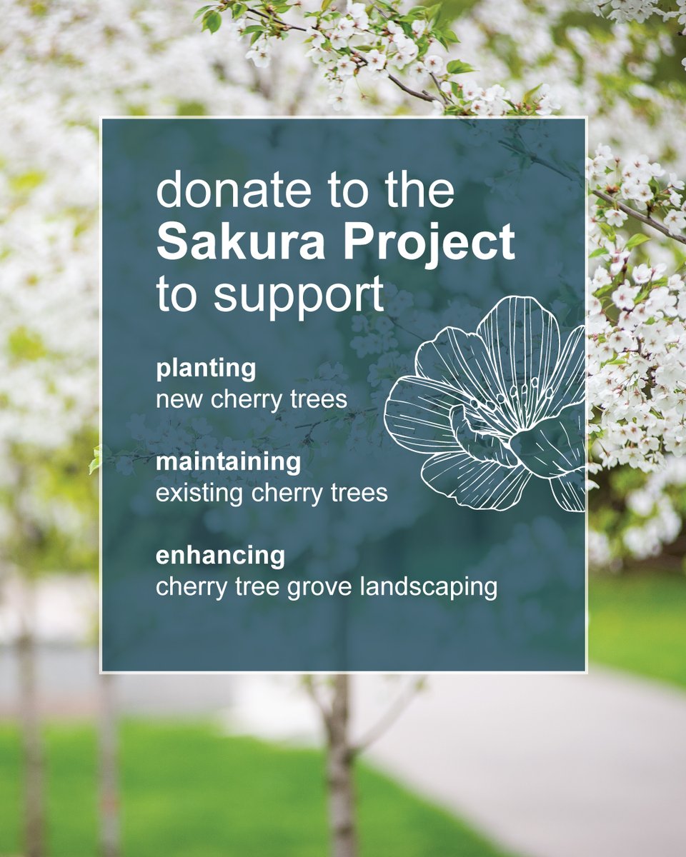 TorontoPFR's tweet photo. Donations to the Sakura Project support:

🌸 planting new cherry trees
🌸 maintaining existing cherry trees
🌸 enhancing cherry tree grove landscaping

learn more at https://t.co/FXkzM4RCib
#cherryblossoms #DonateTO
@PFRPartnerships https://t.co/VMBxtzk30g