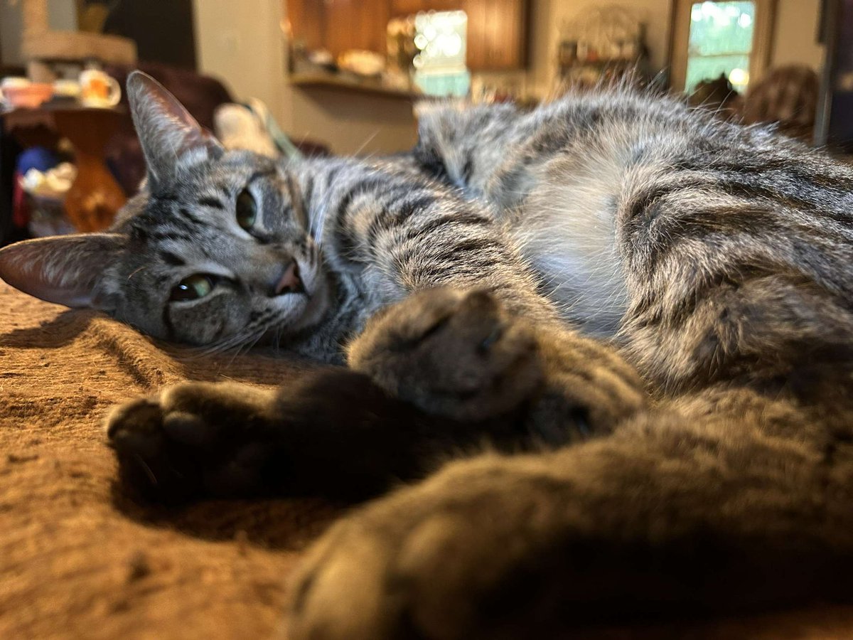 Blaine Rincon (@blainerincon) on Twitter photo #CatsOfTwitter
<a href="/planetpakua/">ππͺπ ππͺπ»π½π²π·πͺ π π² π
πΊπ¦ ππ§βπ</a> <a href="/TiffyLaw3/">π£π²π―π―π</a> <a href="/RoodJood/">Judith</a>
<a href="/littlekatmom/">Marshaπ»</a> <a href="/kat3796/">Saint Kat & Gibbs π¬π§ πΊπ¦</a> <a href="/Miss_1999/">Christy Rach</a>
<a href="/Ms_Lilith999/">β€οΈπ In loving memory of our beloved Lilith πβ€οΈ</a> <a href="/thechrisbarron/">Chris Barron</a> <a href="/LouDPhillips/">Lou Diamond Phillips</a>
<a href="/seangunn/">Sean Gunn</a> <a href="/TonyTodd54/">Tony Todd</a> <a href="/KierstenWarren/">Kiersten Warren</a>
Cosmo sending vibes to everyone #CatsOfTwitter
<a href="/planetpakua/">ππͺπ ππͺπ»π½π²π·πͺ π π² π
πΊπ¦ ππ§βπ</a> <a href="/TiffyLaw3/">π£π²π―π―π</a> <a href="/RoodJood/">Judith</a>
<a href="/littlekatmom/">Marshaπ»</a> <a href="/kat3796/">Saint Kat & Gibbs π¬π§ πΊπ¦</a> <a href="/Miss_1999/">Christy Rach</a>
<a href="/Ms_Lilith999/">β€οΈπ In loving memory of our beloved Lilith πβ€οΈ</a> <a href="/thechrisbarron/">Chris Barron</a> <a href="/LouDPhillips/">Lou Diamond Phillips</a>
<a href="/seangunn/">Sean Gunn</a> <a href="/TonyTodd54/">Tony Todd</a> <a href="/KierstenWarren/">Kiersten Warren</a>
Cosmo sending vibes to everyone