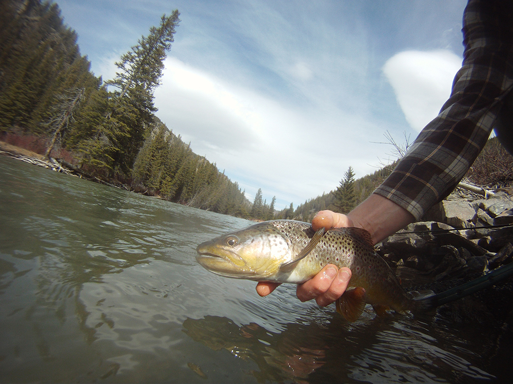 Saltwateronfly's tweet photo. Fly Fishing Montana’s Gallatin River Walk Wade or Float
https://t.co/XA8gLNrMHF
:
#montana #gallatinriver #flyfishing #flytying #onthefly #getlostinamerica #guidedtrips #bozemanmt #outdooradventures #outdoorlife #driftboat #dryfly #streamerfishing https://t.co/N5VoXbu136