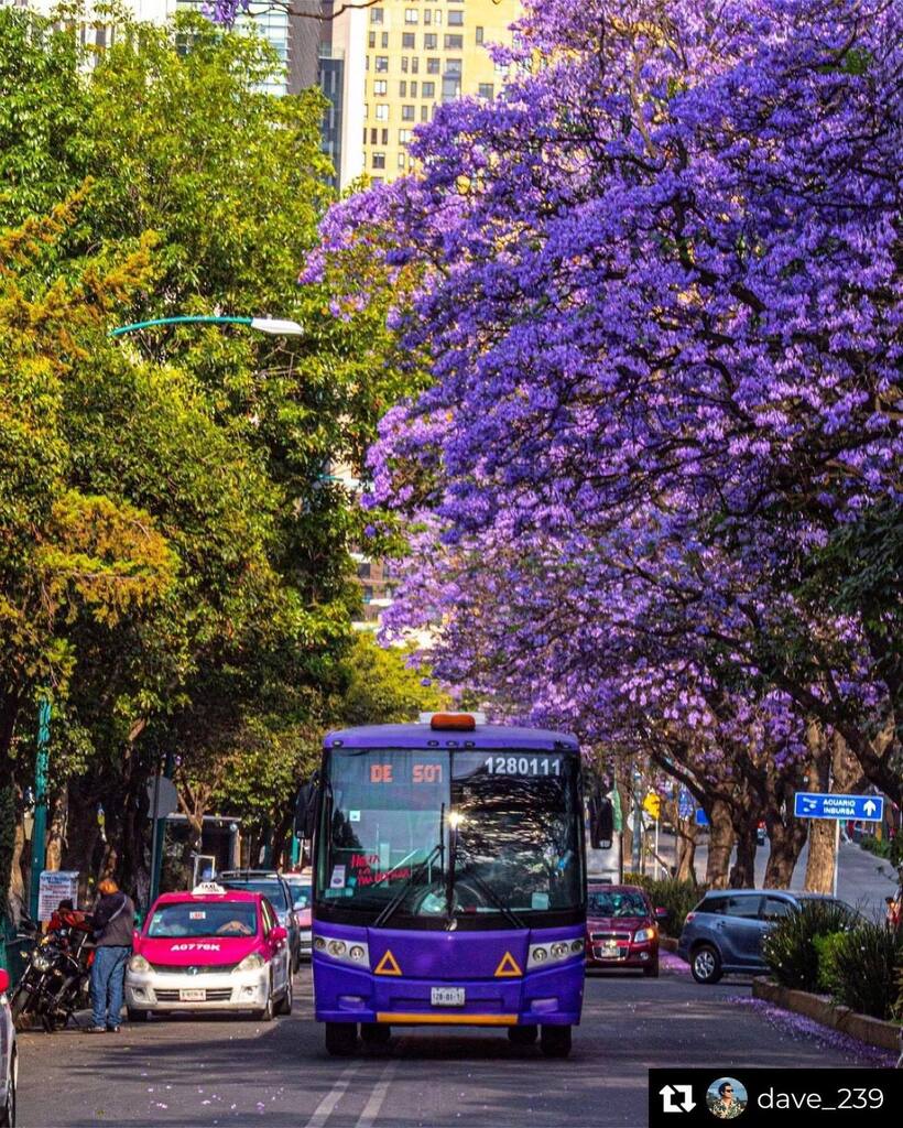 InstaCDMX's tweet photo. 💜
#InstaCDMX
📸 Repost from @dave_239
#jacarandas #jacaranda #jacarandatree #jacarandaseason #ciudaddeméxico #ciudaddemexico #cdmx #cdmx🇲🇽 #cdmx_oficial #cdmxlife #cdmxparatodos #urbanacdmx #igerscdmx #instacdmx #mexicocity #mexicocityofficial #mexi… https://t.co/N2a4KcCW4k https://t.co/nhbbFSM5HJ