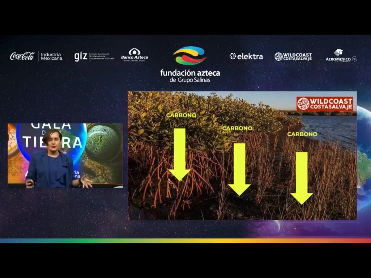 WILDCOAST's tweet image. Yesterday, we had the amazing opportunity to participate in the Earth Gala 2023, talking about #BlueCarbon and #NaturalSolutions to a national audience. 
Thank you @FundacionAzteca for inviting us to participate this incredible event. 
#EarthDay🌎.