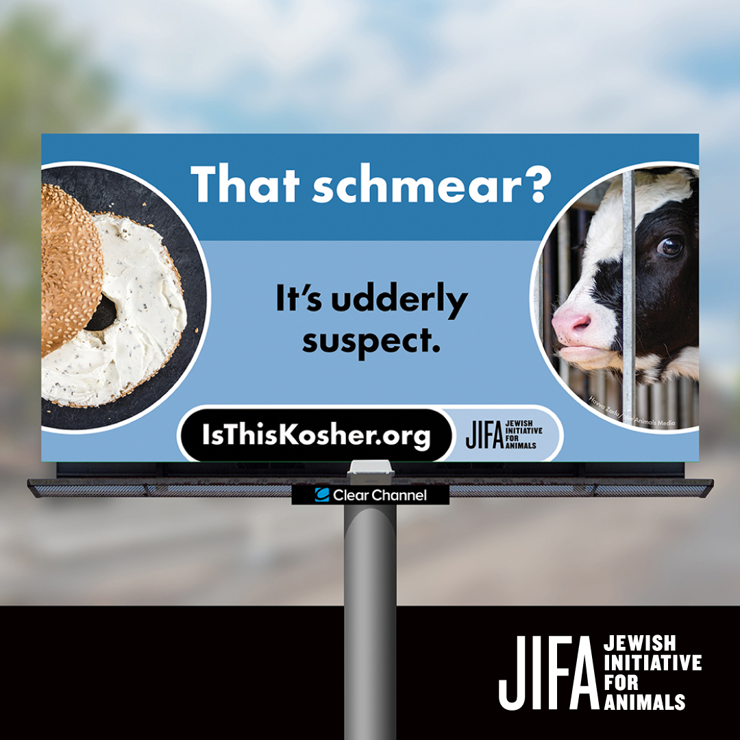 JIFAnimals's tweet photo. LA found a provocative message on billboards this week. The question “is this #kosher?” displays farmed animals behind Jewish comfort foods many hold dear like dairy cows (“schmear,” or cream cheese), virtually all of whom are #factoryfarmed.

https://t.co/LTHHzSH9iF https://t.co/JTcpEo5Abl
