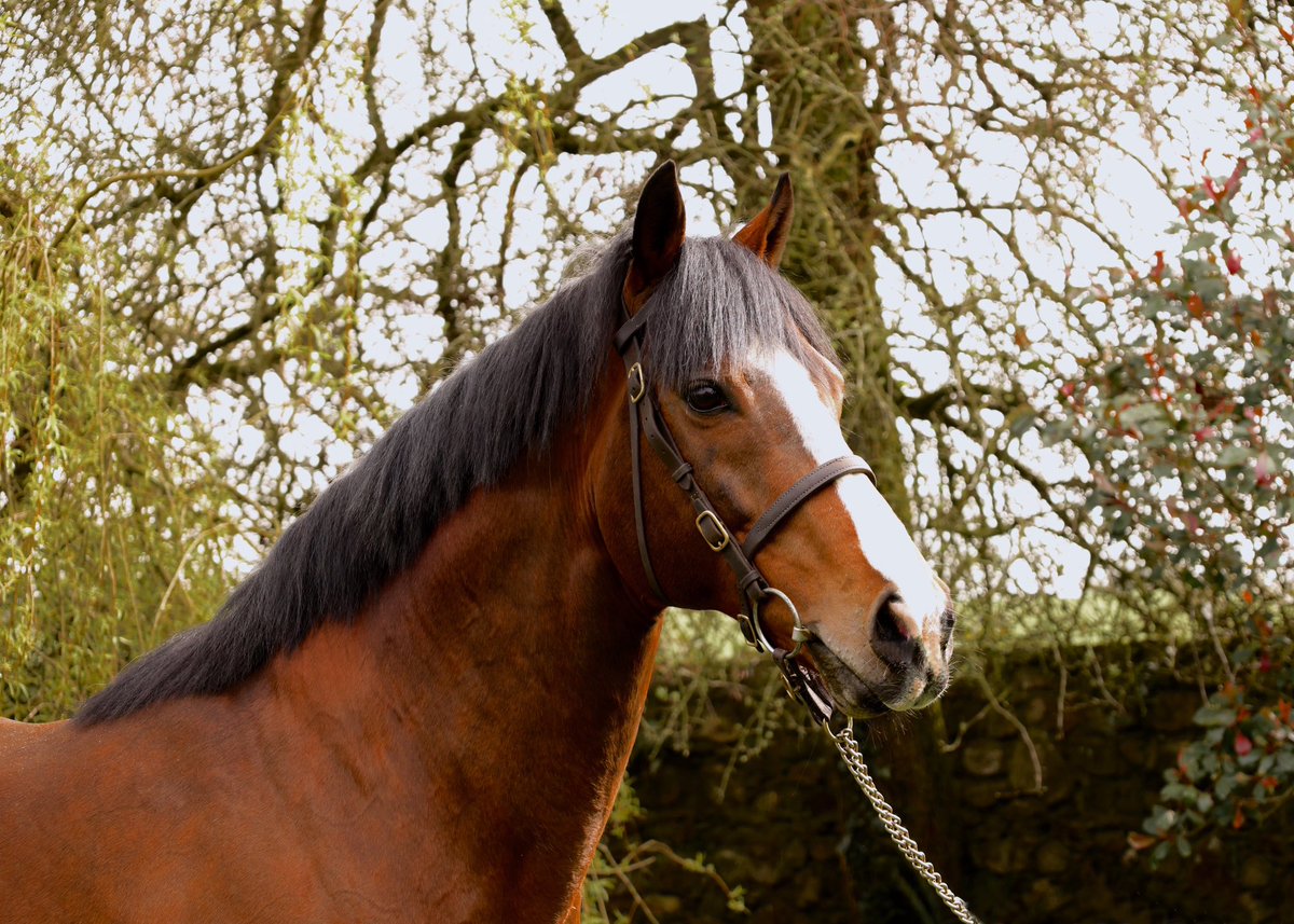 Garryrichardst's tweet photo. 🔥 HILLSTAR has sired an incredible FOUR Irish point-to-point maiden winners in the past 3 weeks, from just 6 runners! 👀 https://t.co/51xpC88vki