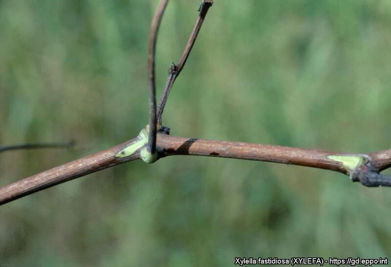 VigneReussir's tweet photo. Xylella fastidiosa sur vigne : la bactérie gagne les terres continentales https://t.co/gGi14xyrcu https://t.co/dvlgr0G27h
