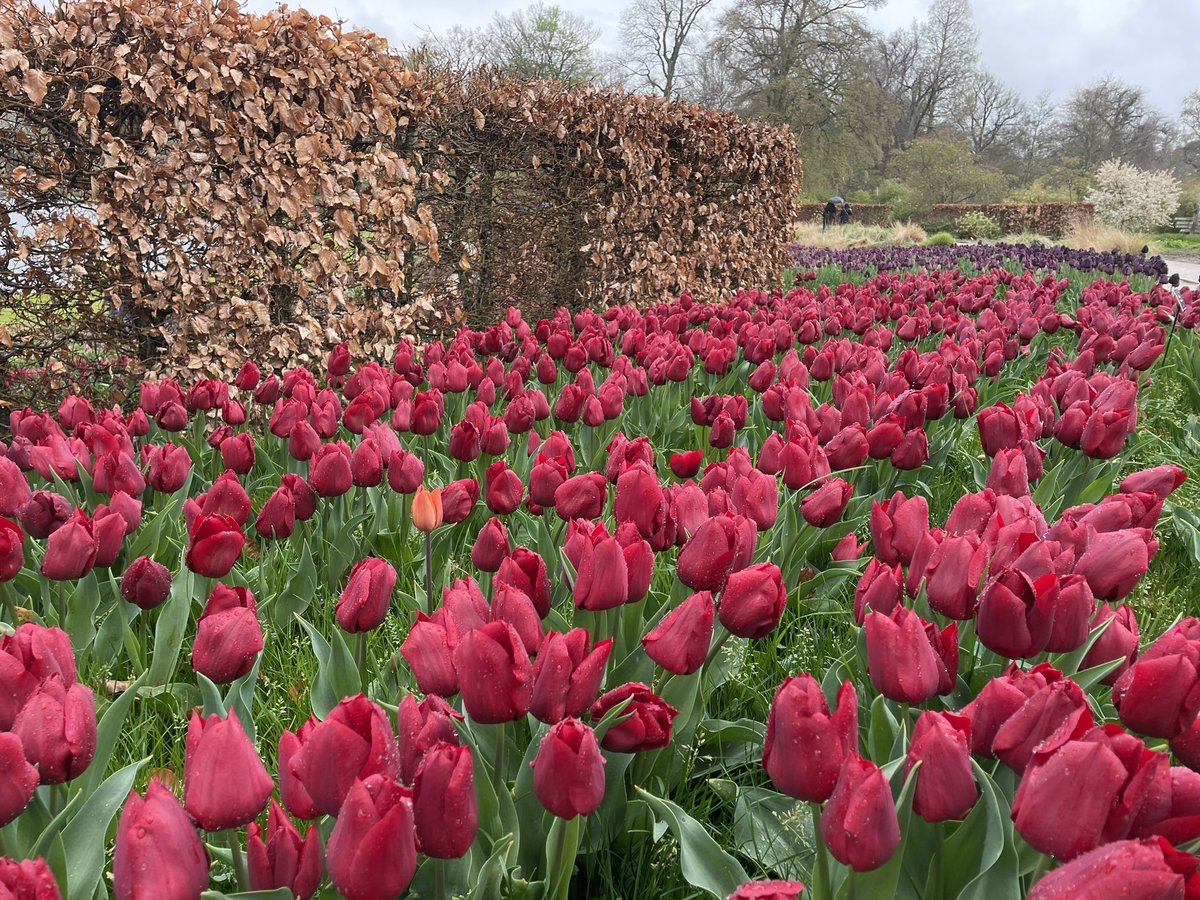Someone’s getting fired! Spot the problem. #wisley #rhswisley #tulips #mistake #beautiful #Beautiful_Flower