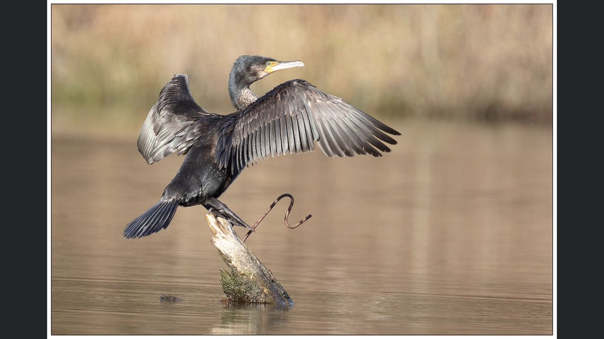 troutfishingman's tweet photo. Some cracking photographs of the resident Cormorant at our local water the Ressie this guy catches more fish than any of our members 🤣😆🤣 https://t.co/d1GuzxsZbR