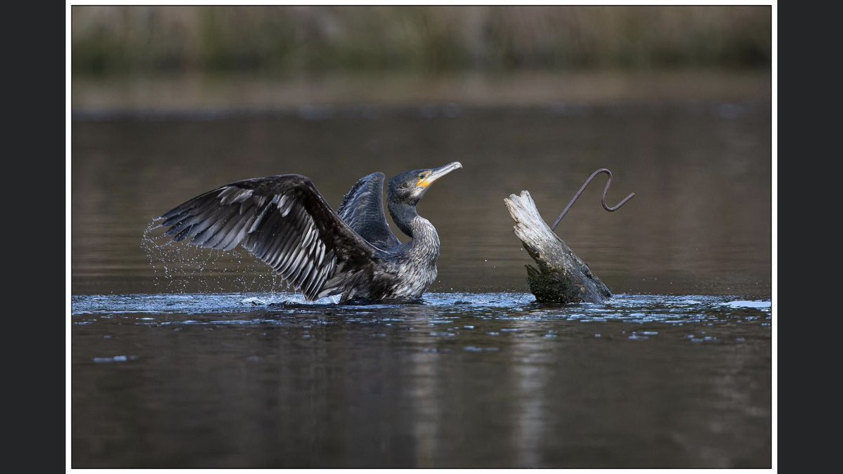 troutfishingman's tweet photo. Some cracking photographs of the resident Cormorant at our local water the Ressie this guy catches more fish than any of our members 🤣😆🤣 https://t.co/d1GuzxsZbR