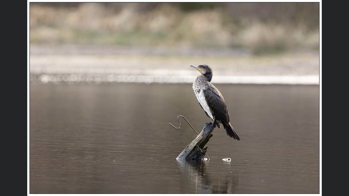troutfishingman's tweet photo. Some cracking photographs of the resident Cormorant at our local water the Ressie this guy catches more fish than any of our members 🤣😆🤣 https://t.co/d1GuzxsZbR