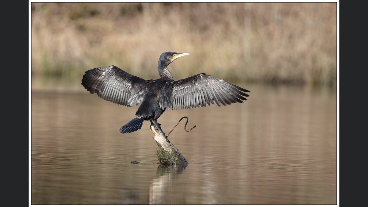 troutfishingman's tweet photo. Some cracking photographs of the resident Cormorant at our local water the Ressie this guy catches more fish than any of our members 🤣😆🤣 https://t.co/d1GuzxsZbR