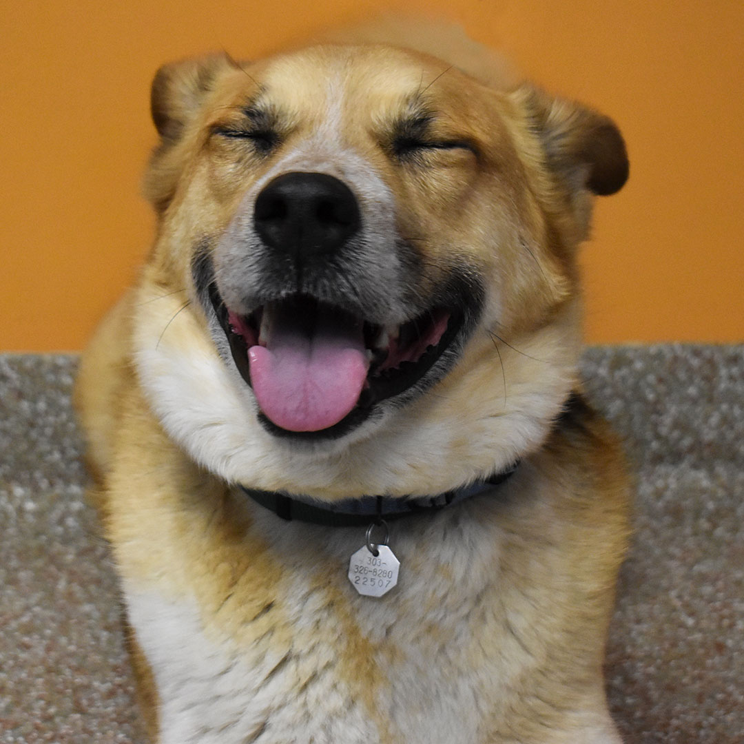 Did you know that April 30 is Adopt a Shelter Pet Day? Why not celebrate a little early? The Aurora Animal Shelter has sweet pets looking for their furever home. Meet Tyson. Learn more at AuroraAnimalShelter.org. #adoptdontshop #adoptaurora