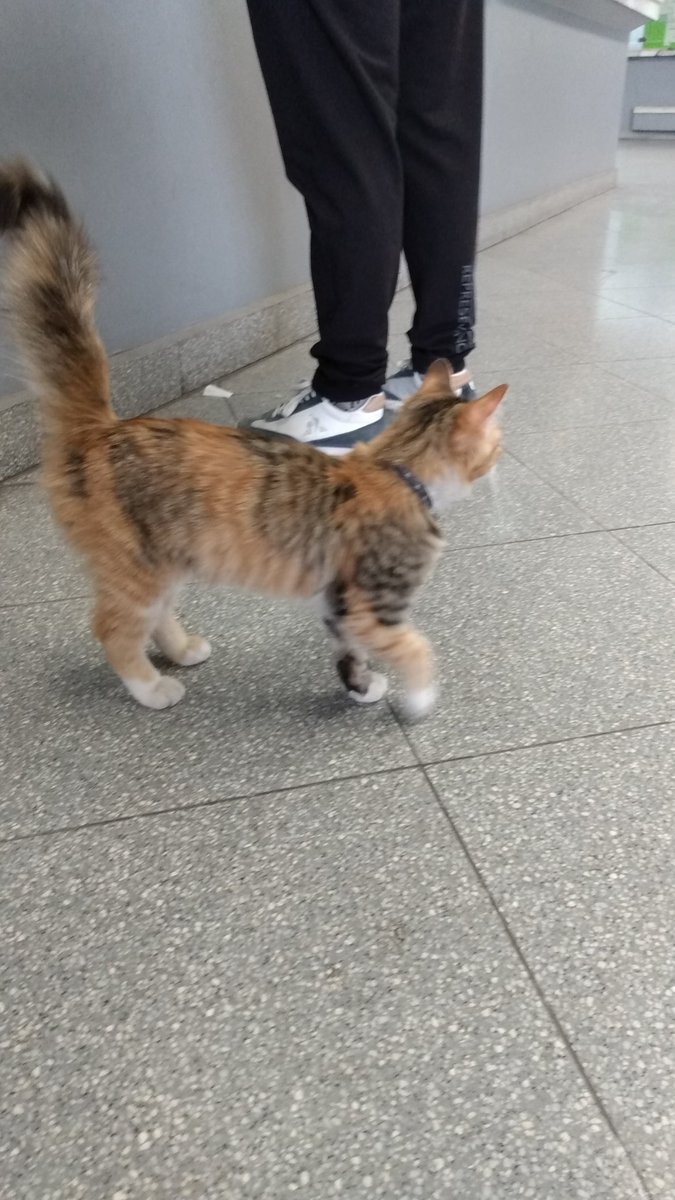 AgoosRivarola's tweet photo. Este gatito está en la terminal vieja, parece perdido. Tiene collar con cascabel y se dejaba acariciar.
@VivireNuevaCba https://t.co/MDaw7evCDu