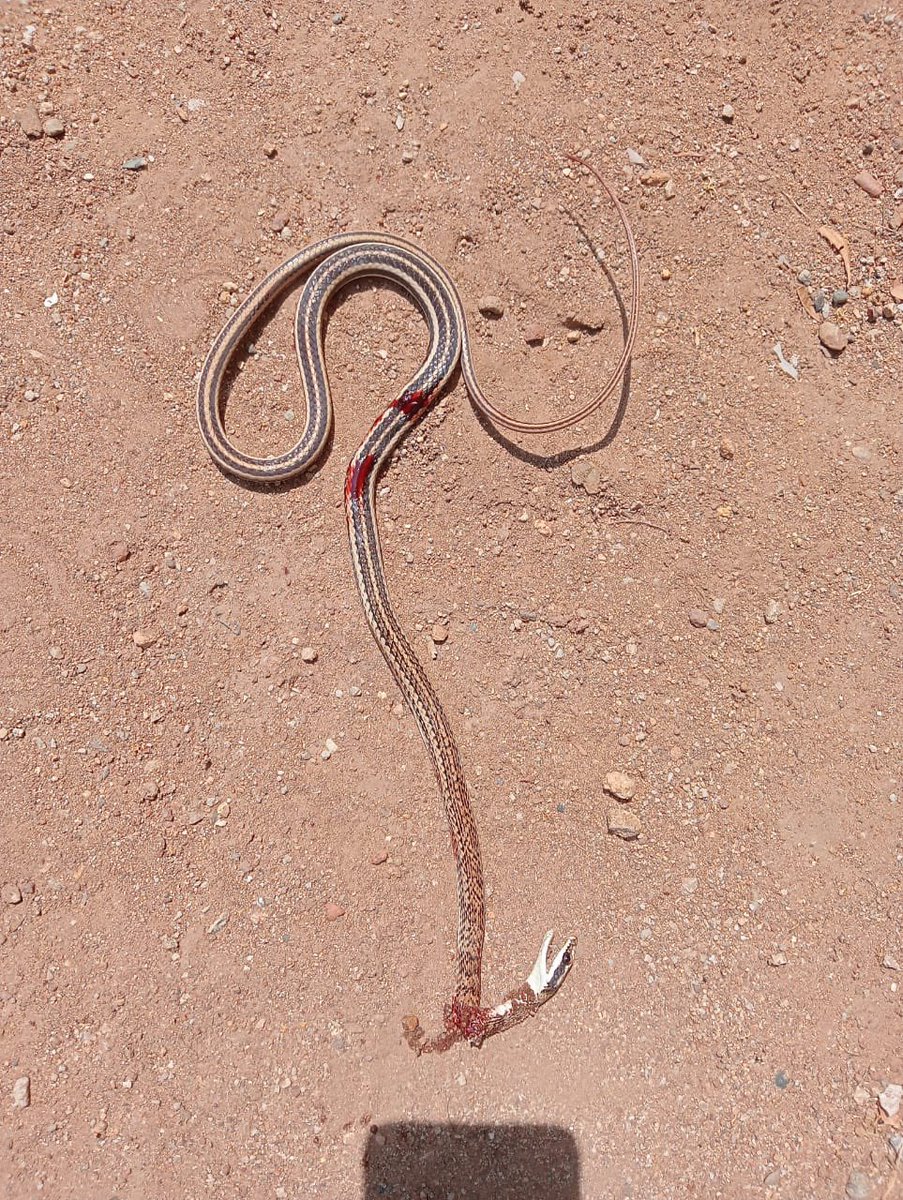 dsgn_notha's tweet photo. @Herpeto_cosas Hola! Nos podrías ayudar identificando esta especie??? La encontramos así, en Puerto Escondido, Oax https://t.co/aiwpbssPn1