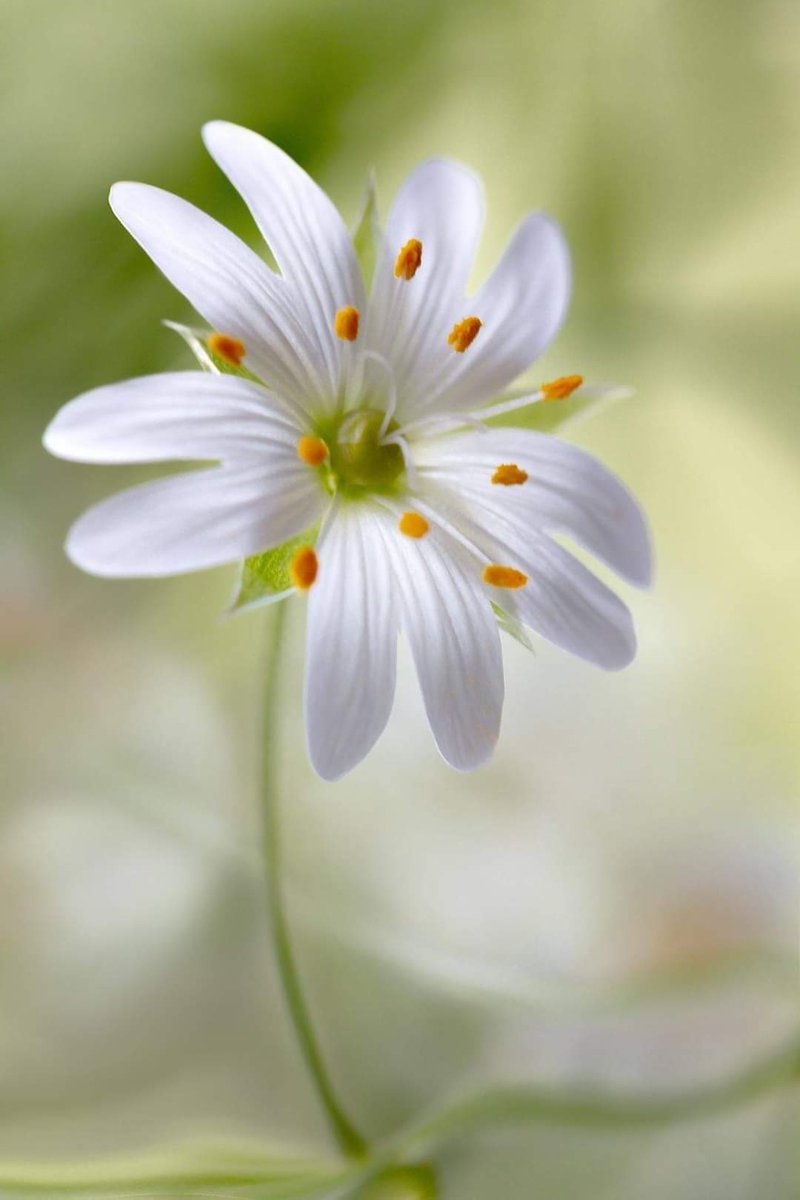Uma bela flor de boa tarde