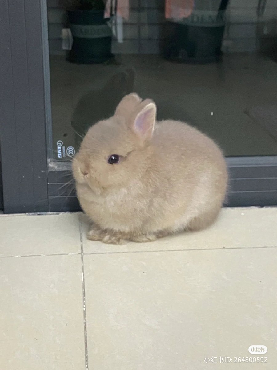 lovesickdoe's tweet photo. bunny https://t.co/mygw36AKQS
