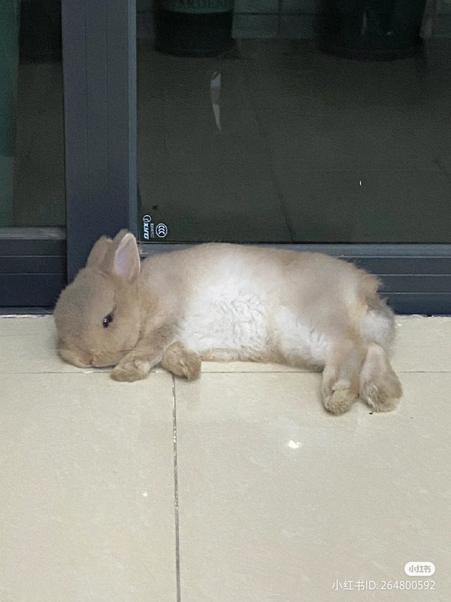 lovesickdoe's tweet photo. bunny https://t.co/mygw36AKQS