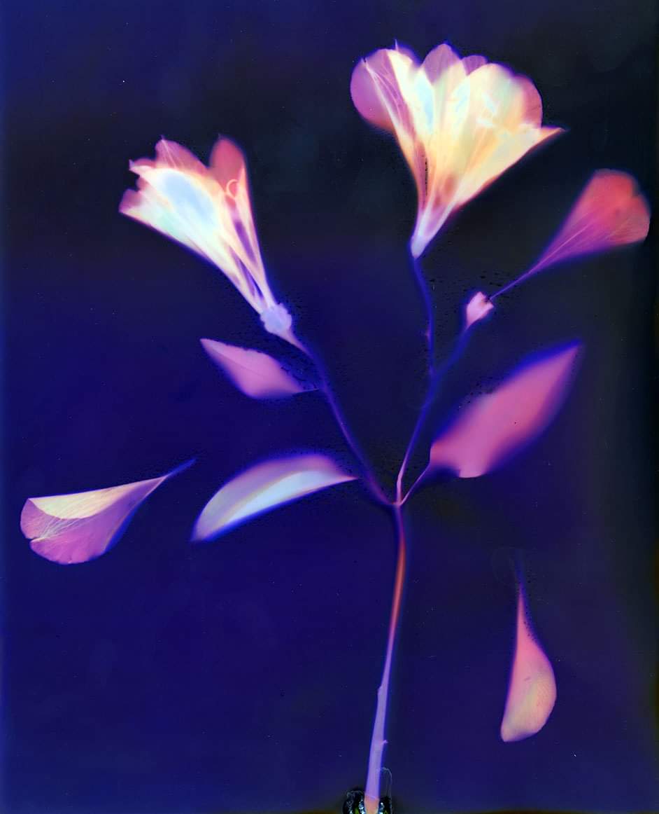 ArtsDarke's tweet photo. Phytogram on 8x10" Ortho film. #Phytogram #cameraless #alternativephotoprocess #botanical #fineartphotography https://t.co/pBH4m3TmaR