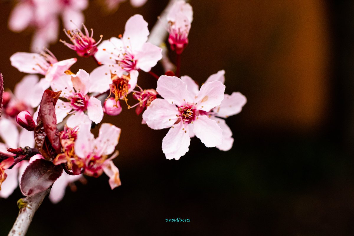 TintedFacets's tweet photo. Surviving the harsh weather and still sticking #canon #canonusa #shotoncanon #teamcanon #komo4 #nwapertures @seattlerefined @1889washington #everythingwashington @425magazine #sonorthwest #seattlesouthside #nature #naturephotography #flowers #washingtonstate #cherryblossom https://t.co/jEO3Ockhat