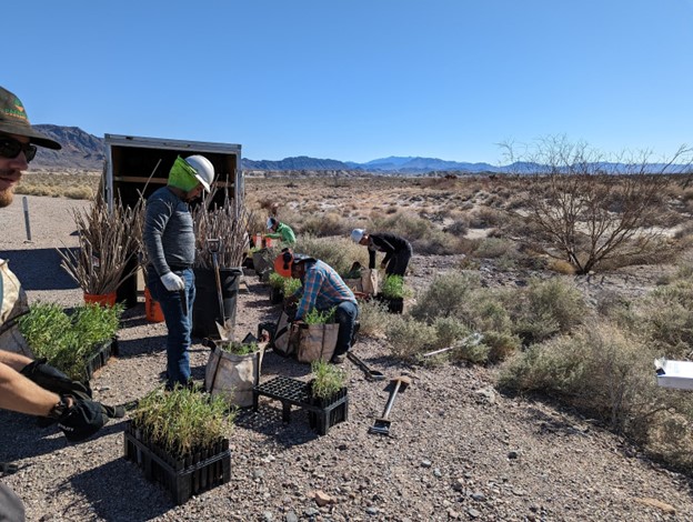 BLMca's tweet photo. 🌿In collaboration with partners, the Amargosa Wild and Scenic River Area has had extensive restoration work completed, removing Tamarisk, a non-native invasive tree, and thousands of plantings of native seeds and trees! 
To learn more: https://t.co/bkCtz1aBmy
#CANativePlantWeek https://t.co/UBgaz5o9Ub