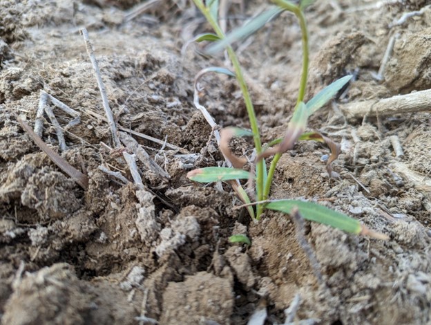 BLMca's tweet photo. 🌿In collaboration with partners, the Amargosa Wild and Scenic River Area has had extensive restoration work completed, removing Tamarisk, a non-native invasive tree, and thousands of plantings of native seeds and trees! 
To learn more: https://t.co/bkCtz1aBmy
#CANativePlantWeek https://t.co/UBgaz5o9Ub