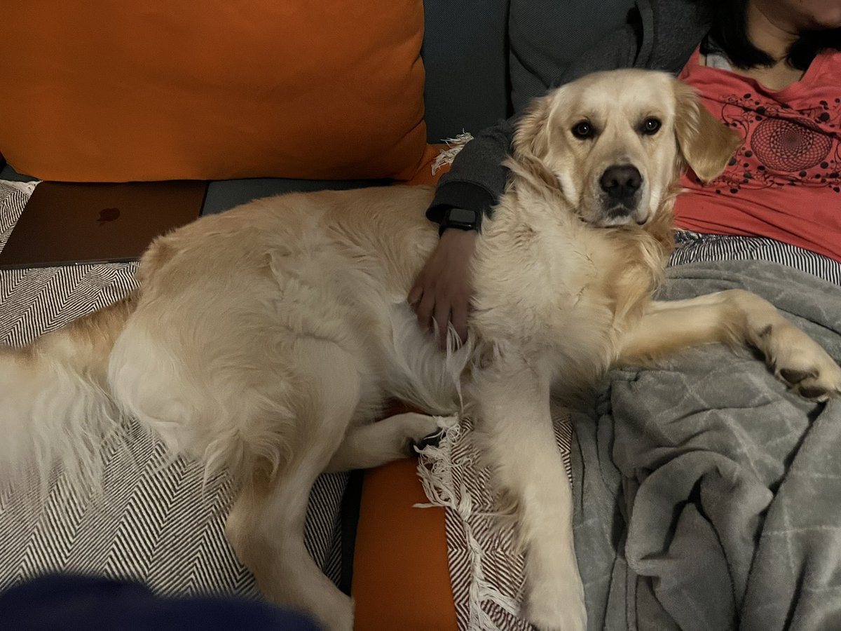 NachoTheGoldie's tweet photo. Hey Appa guy, you know the funnest place to laze around? Amma gal’s lap 🐶 
#dogsoftwitter #GoldenRetrievers https://t.co/Q1rG4ZutDw