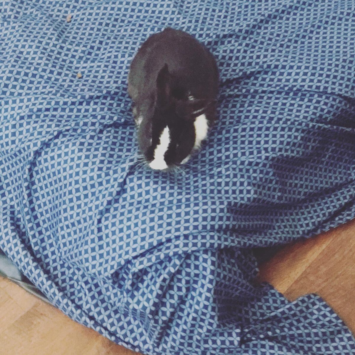 chicafromthechi's tweet photo. Thanks for pooping 💩 on my bedding right after I just cleaned it 😩😂 #petrabbit #flopsy #blackrabbit https://t.co/HaL5hKIVeG