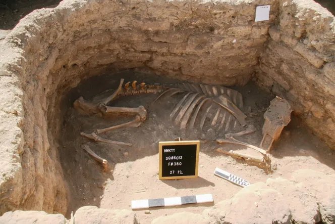 AliciaMimundo's tweet photo. Cerca de Luxor se descubrió en 2021 una ciudad a la que los egiptólogos denominaron la “ciudad dorada perdida”. Su antigüedad es aprox. de 3400 años y está considerado como uno de los hallazgos más importantes tras el de la tumba de Tutankamón. 
Esta ciudad perdida se remonta, según las inscripciones jeroglíficas halladas en los tapones de arcilla de las vasijas de vino,  al reinado de Amenhotep III, que gobernó Egipto de 1391 a 1353 a.C. aproximadamente. 

Recuerda a la ciudad de Pompeya ya que al haber estado enterrada conserva estructuras y muchos objetos cotidianos relacionados con la actividad de la ciudad. Se han encontrado viviendas de obreros, una panadería y una cocina, objetos relacionados con la producción de vidrio y metal, e incluso un cementerio con enterramientos excavados en la piedra.

Cuando Akenatón (hijo y heredero de Amenhotep III) el llamado “faraón hereje” subió al trono, abandonó la ciudad en favor de su nueva capital Aketatón (actual Amarna) y trasladó allí su sede real en detrimento de Tebas. 

Aquí más y mejor. 
-https://t.co/Yuja8HF3YB