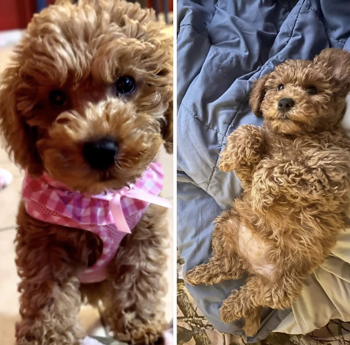 JMillerramos's tweet photo. @ForecasterEnten Our new pup❤️ https://t.co/TE5AsnhtGq
