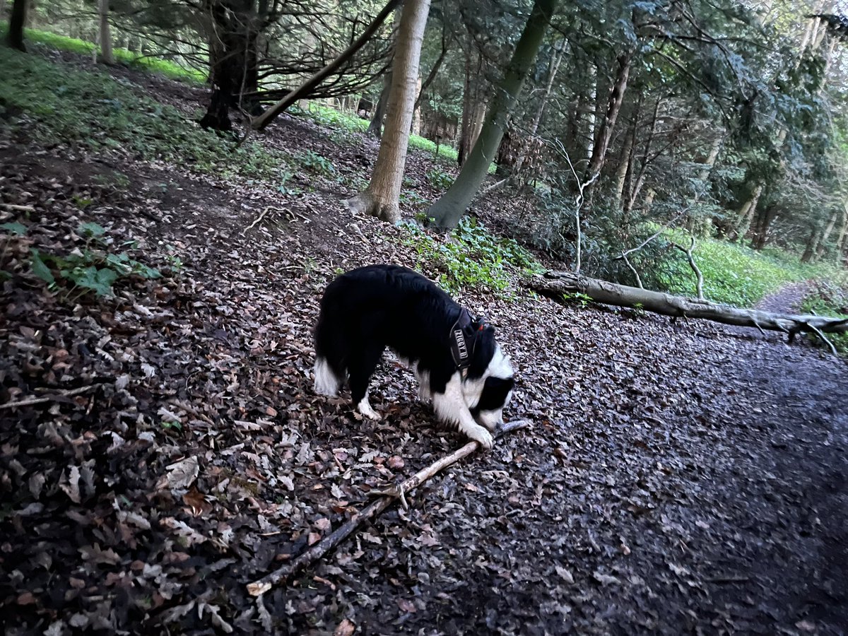 Stik of the day 🏆 #dogsoftwitter