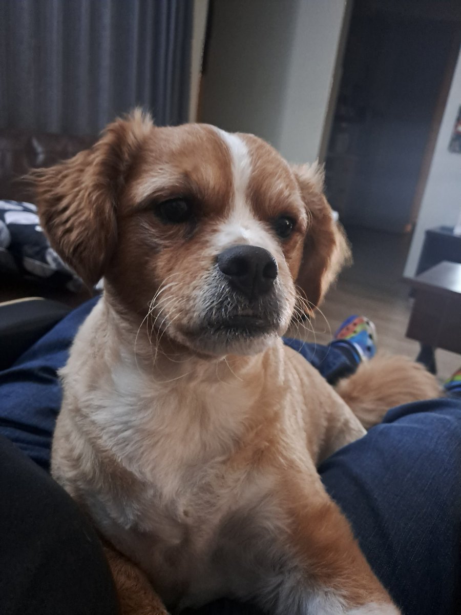 JohanMoutonSA's tweet photo. my girl this Friday night ... she is a rescue. when we got her she really was not happy. she is so loving. #bestlife #getadog https://t.co/xNXuQ5srCP