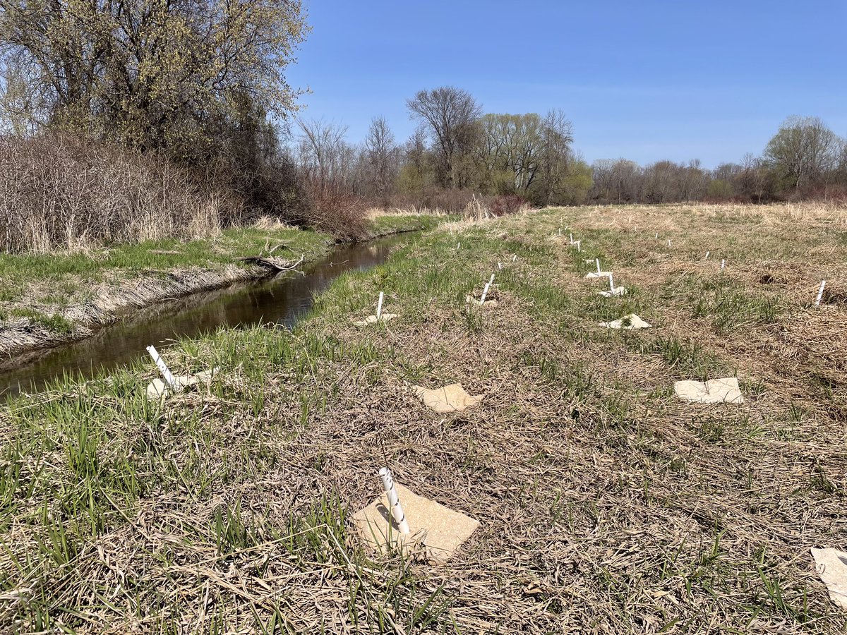 QCOutreach's tweet photo. Our tree planting season began today with the planting of 800 trees along Palliser Creek to aid in the restoration of this cold water creek system. Thank Simon and Brendan from @AlairHomes Belleville for planting with us today. https://t.co/Ix2fIejP4H