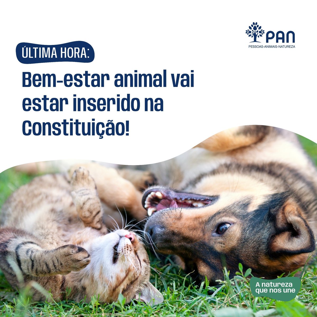 pan_lisboa's tweet photo. BEM-ESTAR ANIMAL NA LEI FUNDAMENTAL É CONSENSUAL ENTRE PARTIDOS

Na reunião da comissão eventual de revisão constitucional no Parlamento foram discutidas propostas do PAN e PS que visam consagrar o bem-estar animal na Constituição
#panlisboa #protecaoanimal #direitosdosanimais https://t.co/PRmo0NLUhF