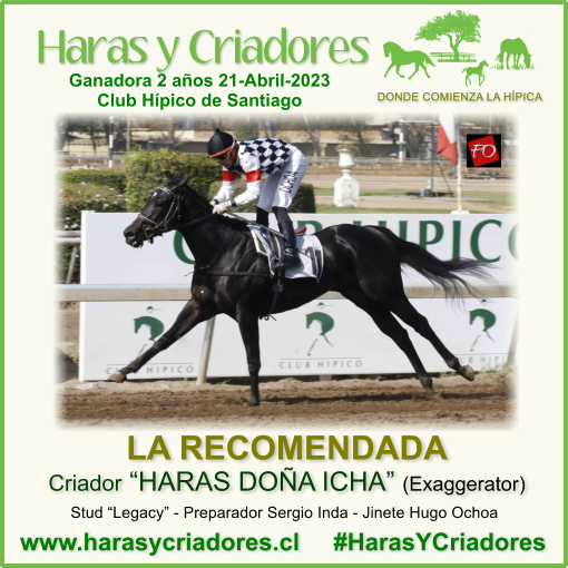 harasycriadores's tweet photo. LA RECOMENDADA criada en HARAS DOÑA ICHA (hija de Exaggerator) Vencedora Condicional Hembras 2 años No Ganadoras sobre 1000 metros Club Hípico de Santiago Viernes 21-Abril-2023 https://t.co/JCoAH9UfxY #HarasYCriadores #LaRecomendada #HarasDoñaIcha #Exaggerator #ClubHípicoSantiago https://t.co/r28BC1x4cu