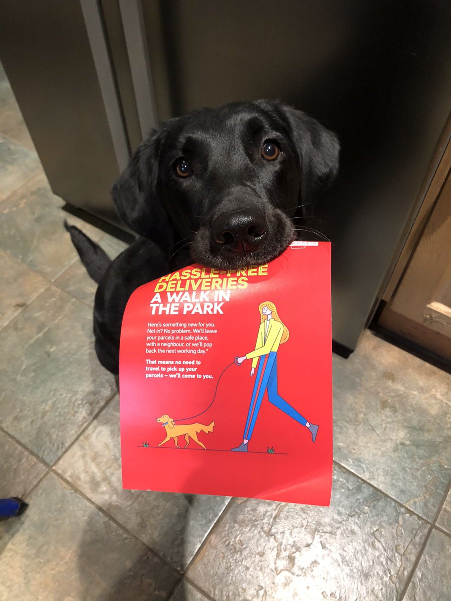 JetBlackLab2019's tweet photo. Despite what lies ahead, Jet has been super helpful tonight bringing me all the post and junk mail bit by bit as I cooked dinner. Moments like this make it so hard for me to let her go in May 😢 #dogsoftwitter #dogs #postdog #labradorretriever https://t.co/B84IWtwLPW