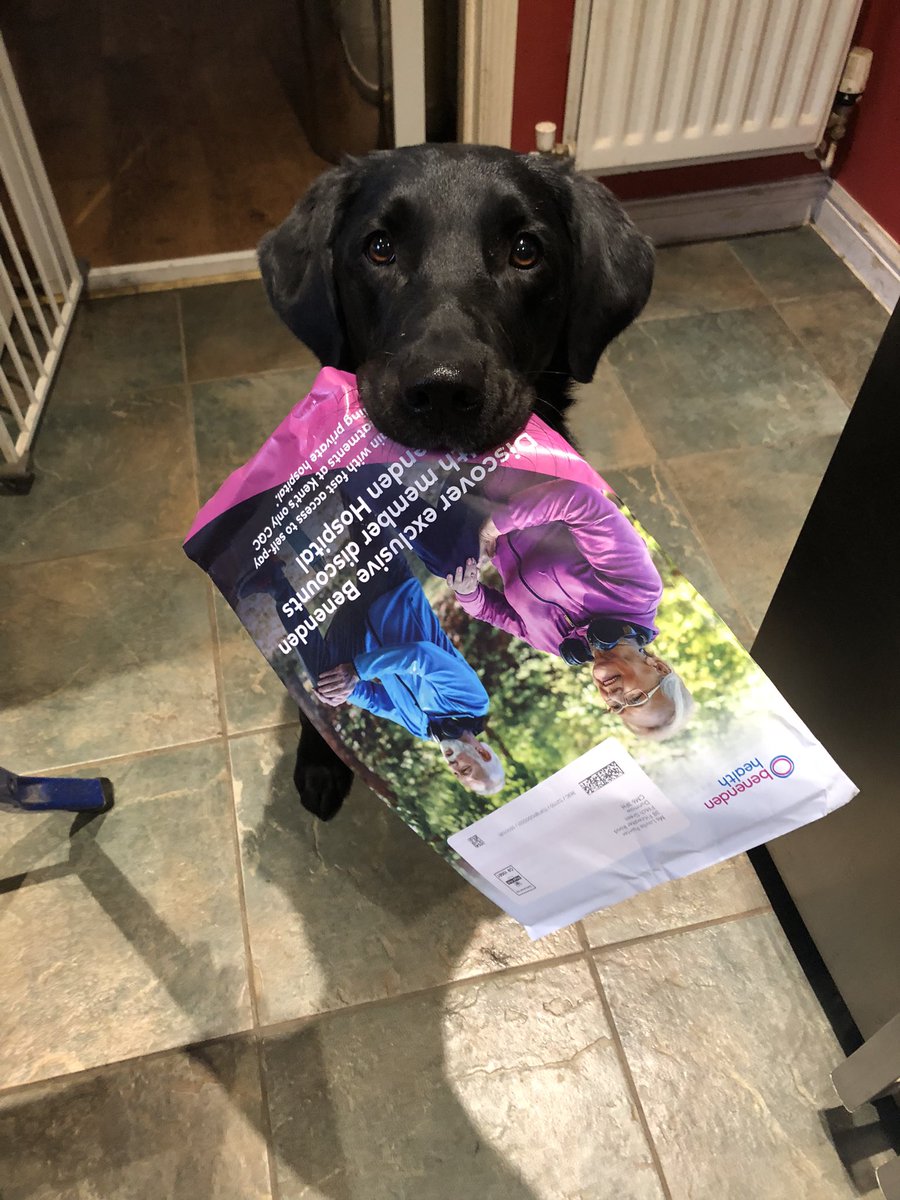 JetBlackLab2019's tweet photo. Despite what lies ahead, Jet has been super helpful tonight bringing me all the post and junk mail bit by bit as I cooked dinner. Moments like this make it so hard for me to let her go in May 😢 #dogsoftwitter #dogs #postdog #labradorretriever https://t.co/B84IWtwLPW