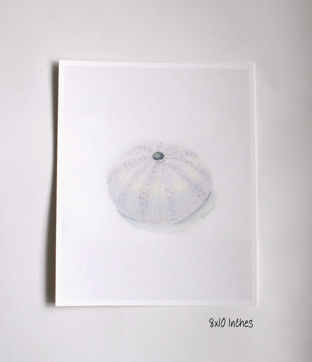 LisSycamoreWood's tweet photo. Sea Urchin Sell :: Watercolor Print :: Perfect for the Beach House!
#sealife #seaurchin #seashell #shell #watercolor #artprint #beach #shore #beachhouse #shorehouse #beachdecor #wallart #neutral #minimal #art #SMILEtt23 #shopsmall #supportsmallbusiness 
https://t.co/qVvTbzkS2J https://t.co/gN5XOui2w5