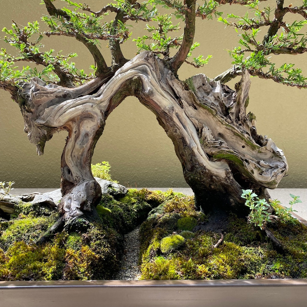 A very cool and unusual Bonsai design by David de Groot, on display at the Pacific Bonsai Museum. See: bonsaiempire.com/blog/pacific-b… #bonsai 
#arthistory #gallery #plants #houseplantsofinstagram