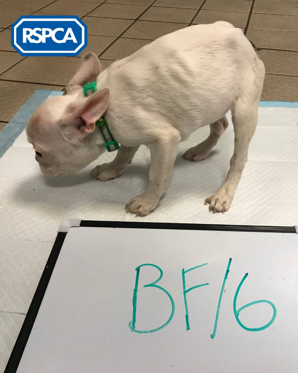 RSPCA_official's tweet image. 👩‍⚖️ A man who kept eight French Bulldogs and five Bengal cats in filthy conditions has been banned from keeping animals for six years. The man claimed to be a 'TikTok star' who didn't have time to care for his animals 😔 

Read the full story ➡️ bit.ly/3LiT2nS