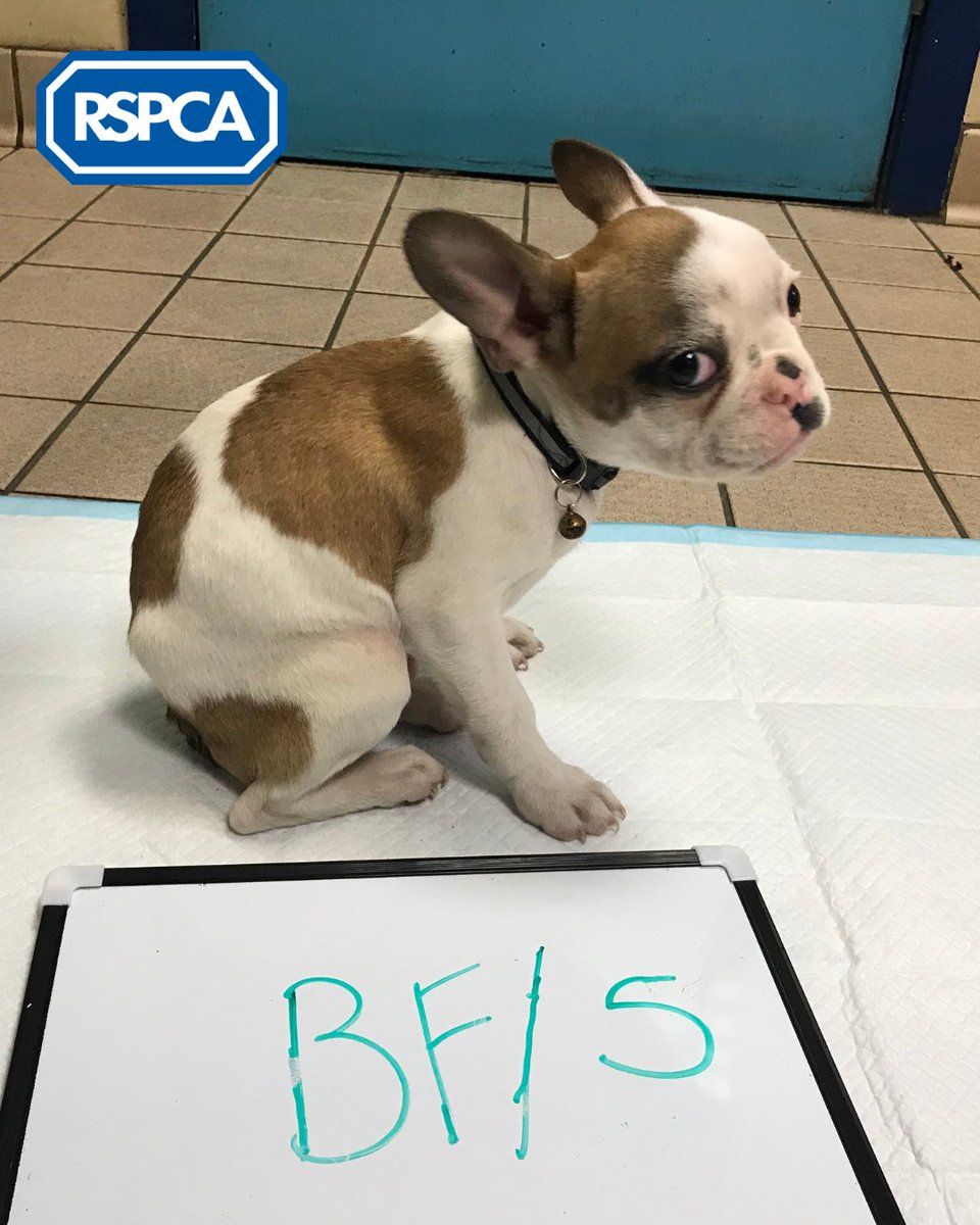 RSPCA_official's tweet image. 👩‍⚖️ A man who kept eight French Bulldogs and five Bengal cats in filthy conditions has been banned from keeping animals for six years. The man claimed to be a 'TikTok star' who didn't have time to care for his animals 😔 

Read the full story ➡️ bit.ly/3LiT2nS