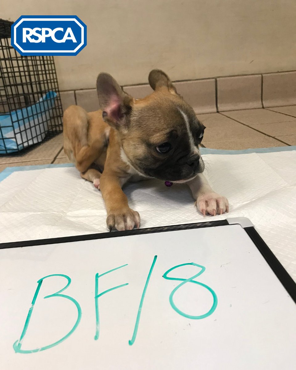 RSPCA_official's tweet image. 👩‍⚖️ A man who kept eight French Bulldogs and five Bengal cats in filthy conditions has been banned from keeping animals for six years. The man claimed to be a 'TikTok star' who didn't have time to care for his animals 😔 

Read the full story ➡️ bit.ly/3LiT2nS