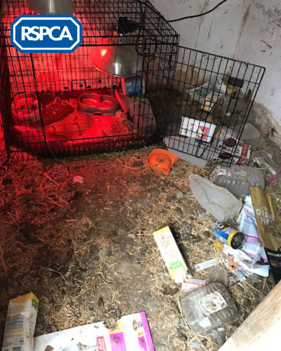 RSPCA_official's tweet image. 👩‍⚖️ A man who kept eight French Bulldogs and five Bengal cats in filthy conditions has been banned from keeping animals for six years. The man claimed to be a 'TikTok star' who didn't have time to care for his animals 😔 

Read the full story ➡️ bit.ly/3LiT2nS