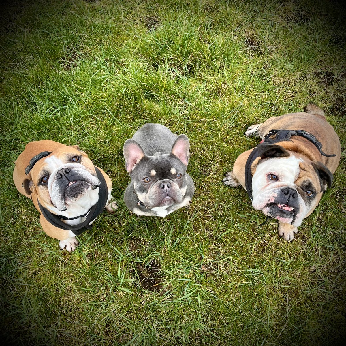 CattiPark's tweet photo. @ohjoewalker Oh I’m so sorry 💔.
Sending love from my Reg, Ronnie and Ruby ❤️. https://t.co/nMgy0LfPi6